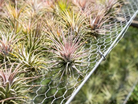 Wholesale Special: Tillandsia Ionantha Collection Air Plants [Min Order 36] For Sale