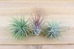 Air Plant Beach in a Teardrop - Includes Glass Terrarium, Air Plant, Black Sand & Seashells For Sale