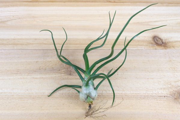 Wholesale: Tillandsia Grab Bag Air Plants [Min Order 12] Hot on Sale