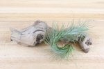 Wholesale: Tillandsia Funckiana Air Plants [Min Order 12] Online