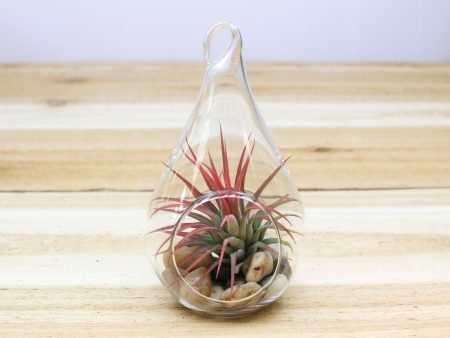 Wholesale: Teardrop Riverstone Terrarium with Tillandsia Air Plants [Min Order 12] Sale