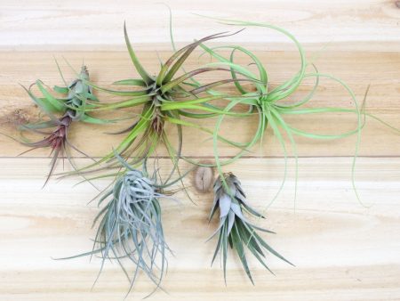 Collector s Choice - Collection of 5 Specialty Variety Tillandsia For Sale