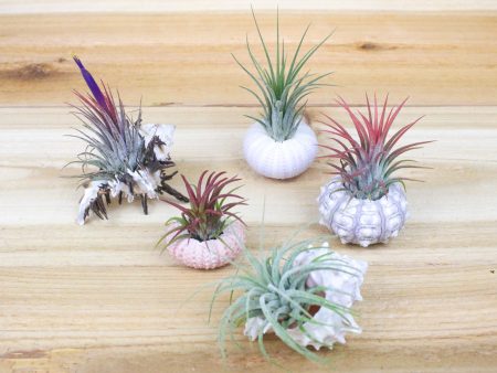 Wholesale: Sealife Containers with Tillandsia Air Plants [Min Order 12] Online now