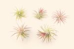 Wholesale: Tillandsia Ionantha Fuego Air Plants [Min Order 12] Online Hot Sale