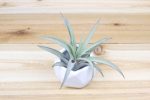 Wholesale: White Geometric Ceramic Container with Custom Tillandsia Air Plant [Min Order 12] Cheap