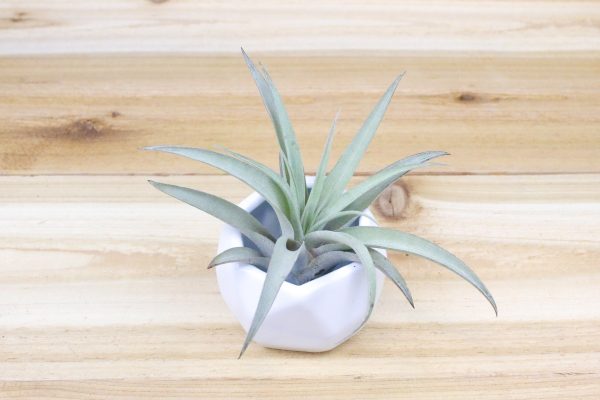 Wholesale: White Geometric Ceramic Container with Custom Tillandsia Air Plant [Min Order 12] Cheap