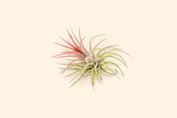 Wholesale: Tillandsia Ionantha Fuego Air Plants [Min Order 12] Online Hot Sale