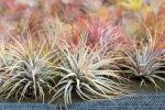 Wholesale: Tillandsia Ionantha Guatemala Air Plants [Min Order 12] For Discount