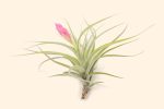 Wholesale: Tillandsia Stricta  Green  Hybrid Air Plants [Min Order 12] Cheap