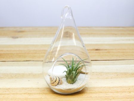 Air Plant Beach in a Teardrop - Includes Glass Terrarium, Tillandsia Air Plant, White Sand & Seashells on Sale