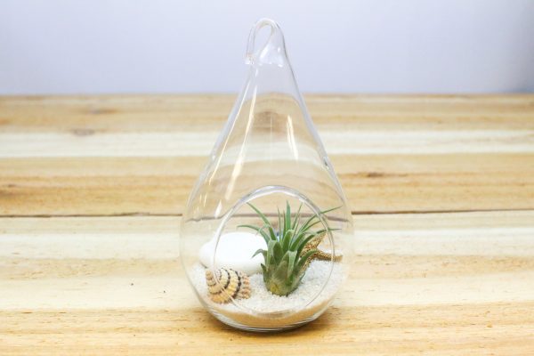 Air Plant Beach in a Teardrop - Includes Glass Terrarium, Tillandsia Air Plant, White Sand & Seashells on Sale