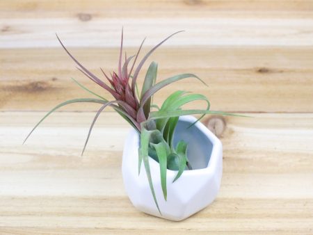 Wholesale: White Geometric Ceramic Container with Custom Tillandsia Air Plant [Min Order 12] Cheap