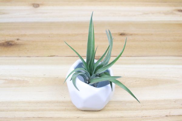 Wholesale: White Geometric Ceramic Container with Custom Tillandsia Air Plant [Min Order 12] Cheap