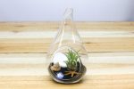 Complete Teardrop Beach Terrarium Kits with White and Black Sand and Sea Life [2 Pack] For Cheap