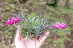 Wholesale: Tillandsia Stricta  Green  Hybrid Air Plants [Min Order 12] Cheap