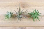 Wholesale: Tillandsia Ionantha Mexican Air Plants [Min Order 12] Online now