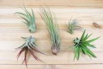 Wholesale: Tillandsia Classic Collection Air Plants [Min Order 12] For Discount