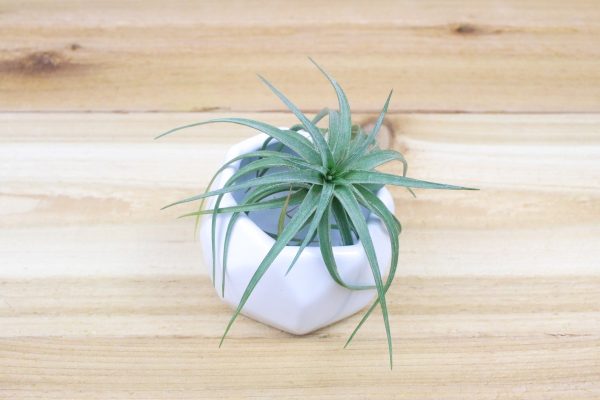 Wholesale: White Geometric Ceramic Container with Custom Tillandsia Air Plant [Min Order 12] Cheap