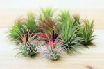 Wholesale: Tillandsia Ionantha Collection Air Plants [Min Order 12] on Sale