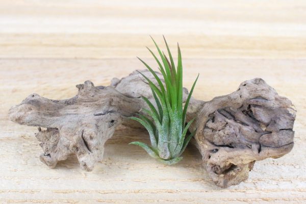 Wholesale: Tillandsia Ionantha Collection Air Plants [Min Order 12] on Sale