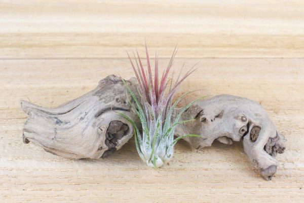 Wholesale: Tillandsia Ionantha Guatemala Air Plants [Min Order 12] For Discount