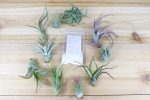 Grow More Tillandsia Air Plant Fertilizer   Plant Food - Small Packet - 1 Year Supply [1, 3 or 5 Pack] For Sale