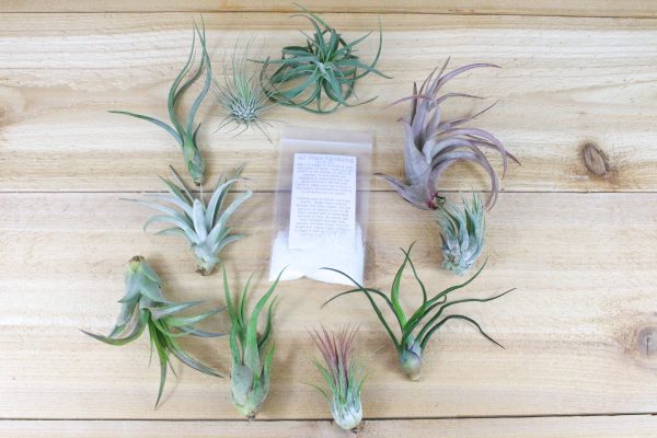 Grow More Tillandsia Air Plant Fertilizer   Plant Food - Small Packet - 1 Year Supply [1, 3 or 5 Pack] For Sale