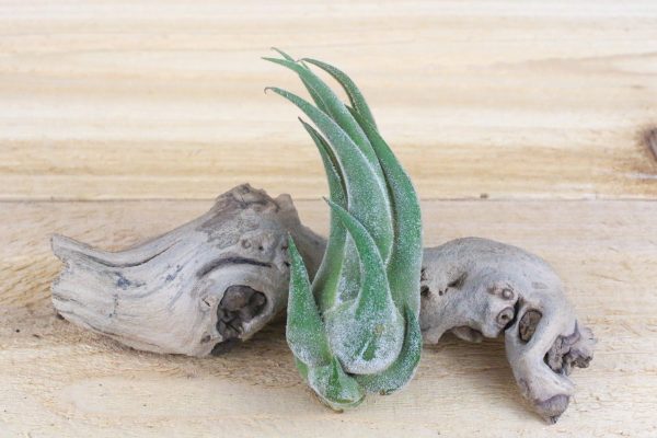 Wholesale: Tillandsia Grab Bag Air Plants [Min Order 12] Hot on Sale