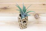 Cholla Wood Containers with Custom Tillandsia Air Plant [3 Inches Tall] Hot on Sale