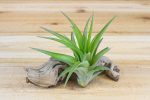 Wholesale: Tillandsia Classic Collection Air Plants [Min Order 12] For Discount