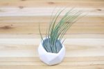 Wholesale: White Geometric Ceramic Container with Custom Tillandsia Air Plant [Min Order 12] Cheap