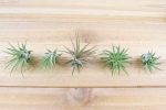 Wholesale: Tillandsia Ionantha Mexican Air Plants [Min Order 12] Online now