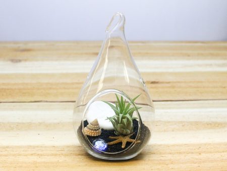 Air Plant Beach in a Teardrop - Includes Glass Terrarium, Air Plant, Black Sand & Seashells For Sale