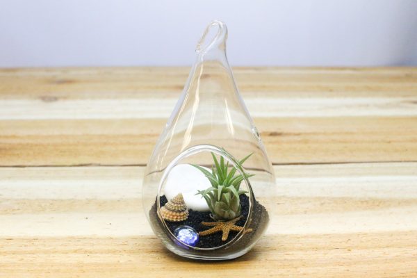 Air Plant Beach in a Teardrop - Includes Glass Terrarium, Air Plant, Black Sand & Seashells For Sale