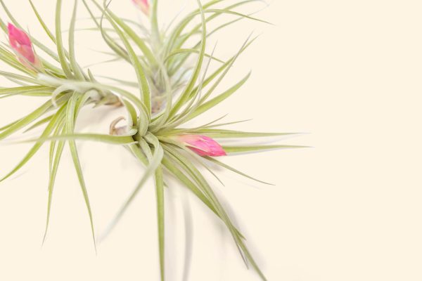 Wholesale: Tillandsia Stricta  Green  Hybrid Air Plants [Min Order 12] Cheap