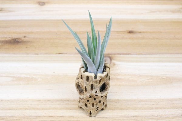 Cholla Wood Containers with Custom Tillandsia Air Plant [3 Inches Tall] Hot on Sale