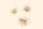 Wholesale: Tillandsia Ionantha Fuego Air Plants [Min Order 12] Online Hot Sale