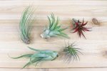 Wholesale: Tillandsia Classic Collection Air Plants [Min Order 12] For Discount