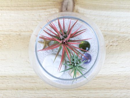 Wholesale: Pura Vida Terrarium with White Sand and Tillandsia Air Plants [Min Order 12] For Sale