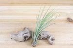 Wholesale: Tillandsia Classic Collection Air Plants [Min Order 12] For Discount