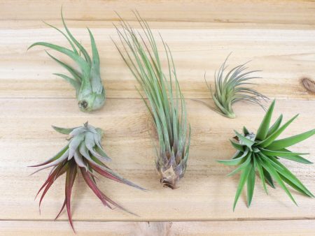 Wholesale Special: Tillandsia Classic Collection Air Plants [Min Order 36] Cheap