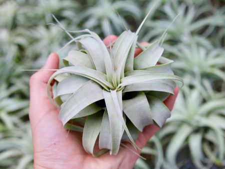 Wholesale: Small Tillandsia Xerographica Air Plants   4-5 Inches Across [Min Order 12] For Discount