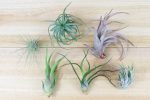 Wholesale: Tillandsia Grab Bag Air Plants [Min Order 12] Hot on Sale