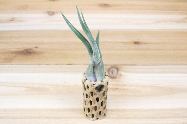 Cholla Wood Containers with Custom Tillandsia Air Plant [3 Inches Tall] Hot on Sale