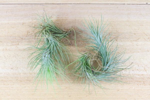 Wholesale: Tillandsia Funckiana Air Plants [Min Order 12] Online