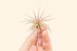 Wholesale: Tillandsia Ionantha Fuego Air Plants [Min Order 12] Online Hot Sale