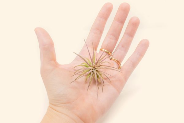 Wholesale: Tillandsia Ionantha Fuego Air Plants [Min Order 12] Online Hot Sale