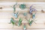 Wholesale: Tillandsia Grab Bag Air Plants [Min Order 12] Hot on Sale