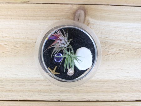 Wholesale: Pura Vida Terrarium with Black Sand and Tillandsia Air Plants [Min Order 12] Cheap