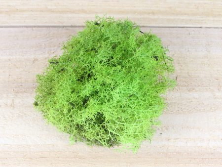 Chartreuse Reindeer Moss Online Sale